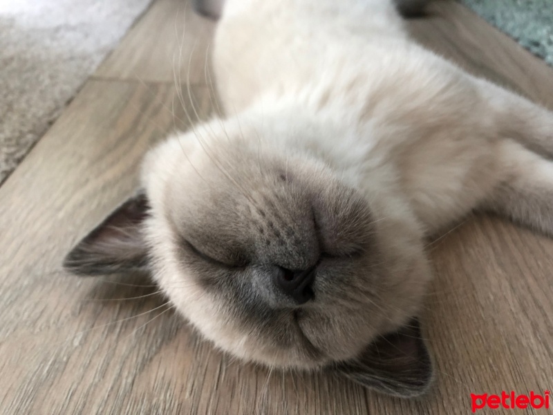 British Shorthair, Kedi  Ares fotoğrafı