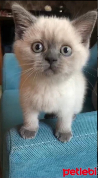 British Shorthair, Kedi  Ares fotoğrafı
