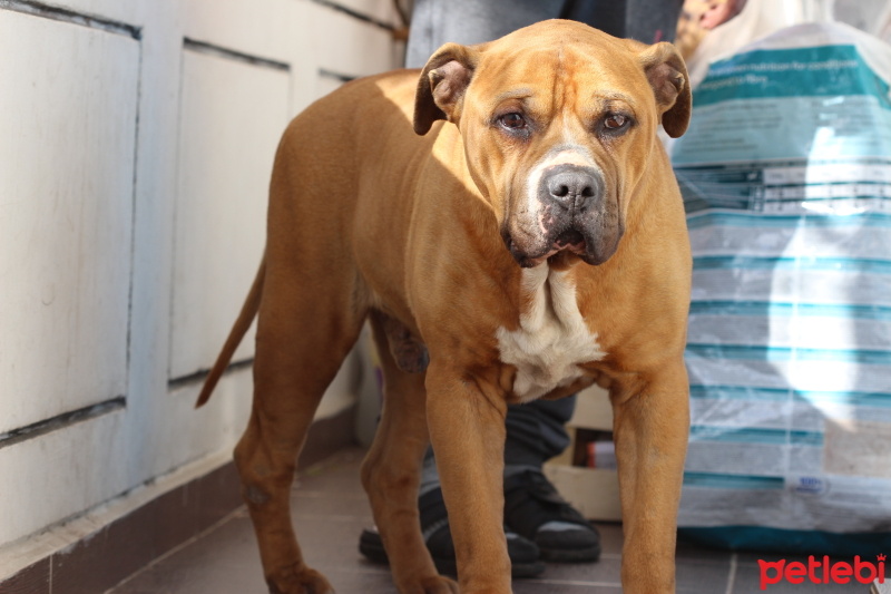 Amerikan Staffordshire Terrier, Köpek  PASCAL fotoğrafı
