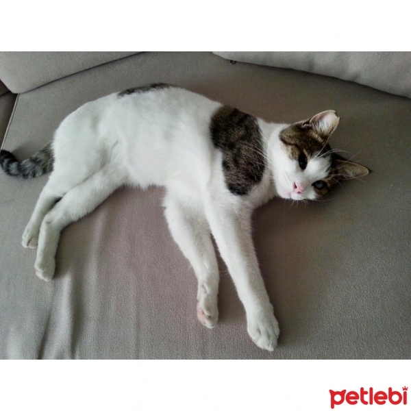 Tekir Kedi, Kedi  Ege fotoğrafı