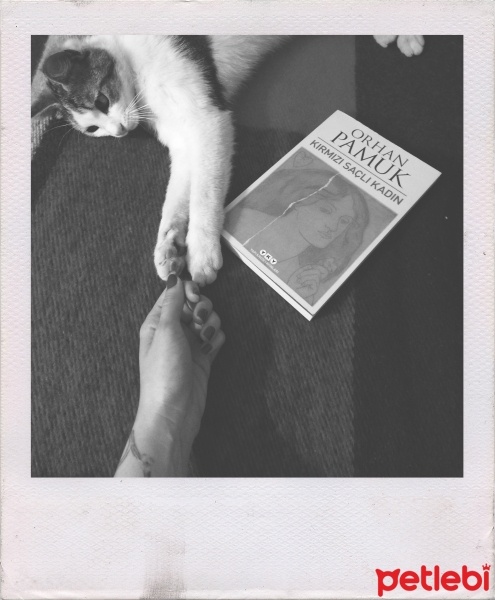 Tekir Kedi, Kedi  Ege fotoğrafı