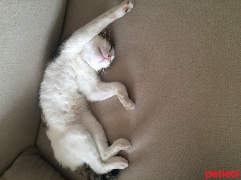 Tekir Kedi, Kedi  Ege fotoğrafı