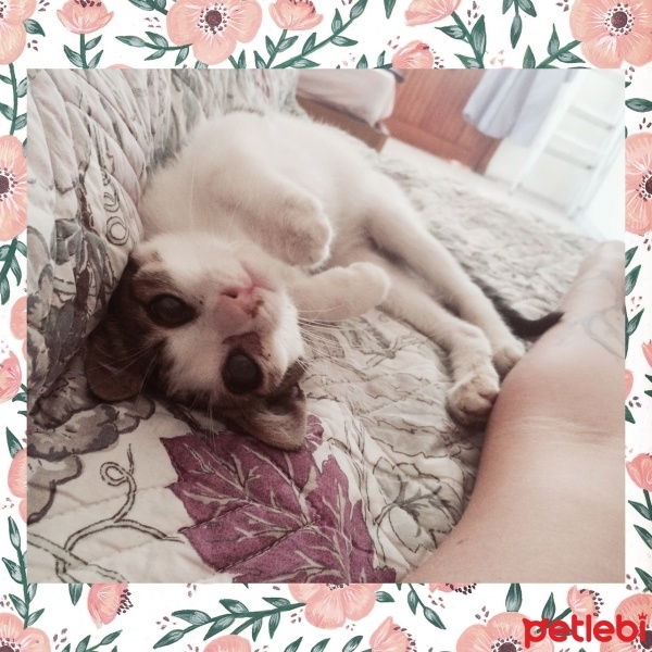 Tekir Kedi, Kedi  Ege fotoğrafı