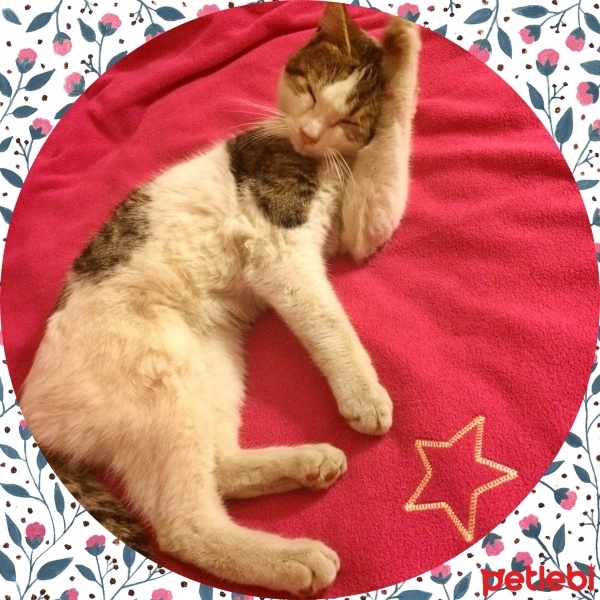 Tekir Kedi, Kedi  Ege fotoğrafı