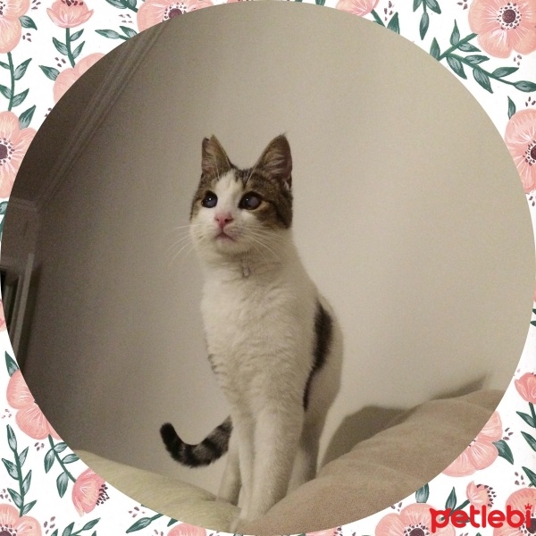 Tekir Kedi, Kedi  Ege fotoğrafı