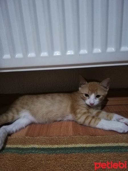 Sarman, Kedi  Tarçın fotoğrafı