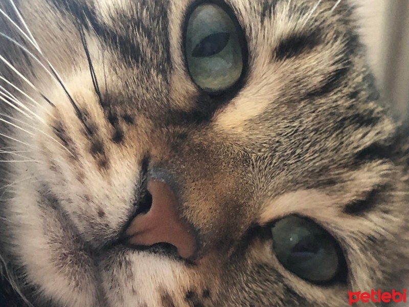 Tekir Kedi, Kedi  Çiko fotoğrafı
