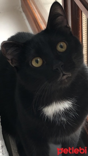 Bombay, Kedi  Zorro fotoğrafı
