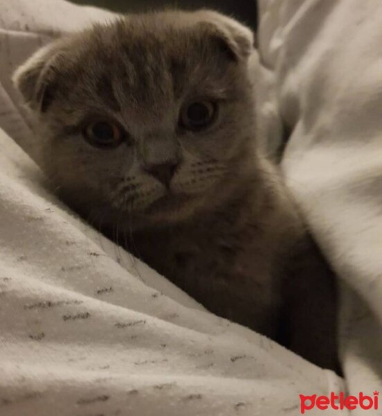 Scottish Fold, Kedi  Pascal fotoğrafı