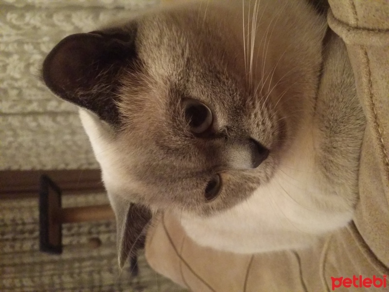 British Shorthair, Kedi  LUNA fotoğrafı