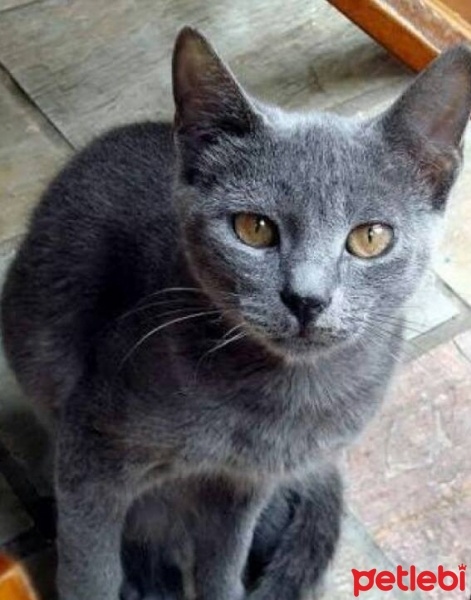 British Shorthair, Kedi  mia fotoğrafı
