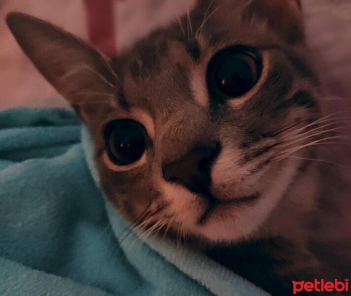 Tekir Kedi, Kedi  Leo fotoğrafı