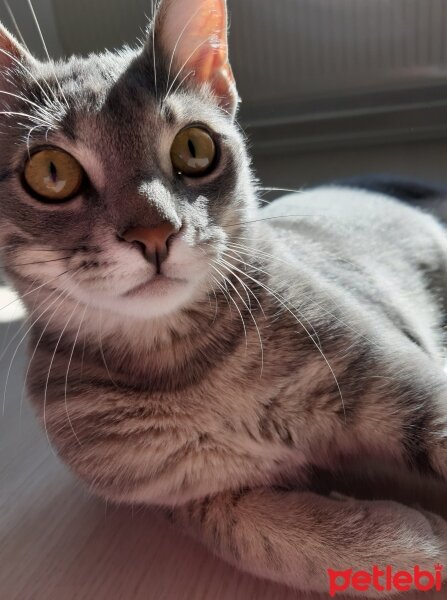 Tekir Kedi, Kedi  Leo fotoğrafı