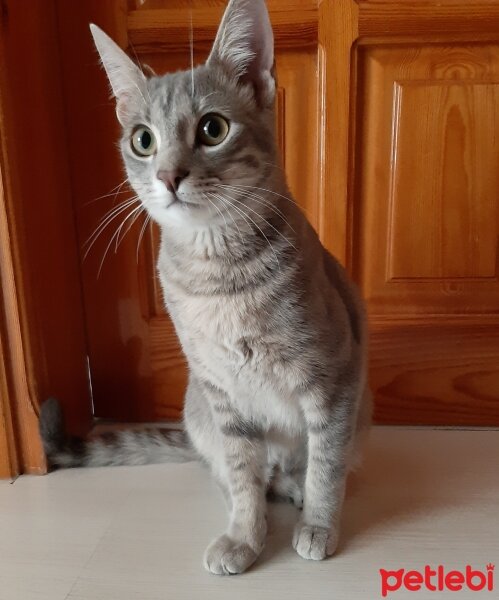 Tekir Kedi, Kedi  Leo fotoğrafı