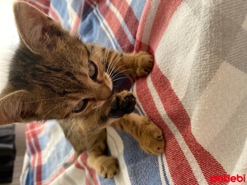 Tekir Kedi, Kedi  Mia fotoğrafı