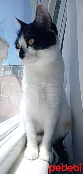 Tekir Kedi, Kedi  Nazlı fotoğrafı