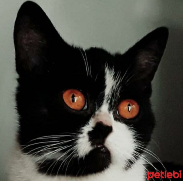Tuxedo (Smokin) Kedi, Kedi  Miya fotoğrafı