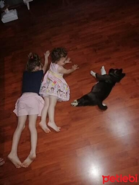 Akita İnu, Köpek  Gölge fotoğrafı