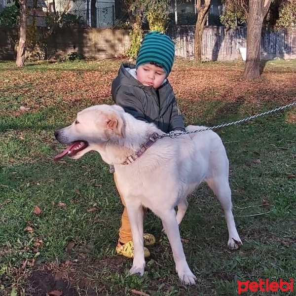 Golden Retriever, Köpek  Leydi fotoğrafı