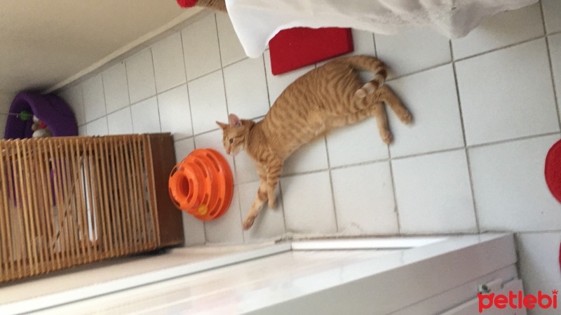 Sarman, Kedi  Tarçın fotoğrafı