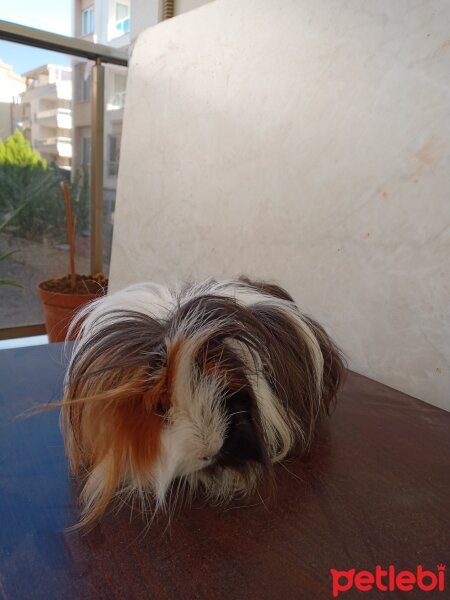 Guinea Pig, Kemirgen  ginepig fotoğrafı