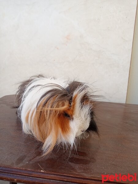 Guinea Pig, Kemirgen  ginepig fotoğrafı