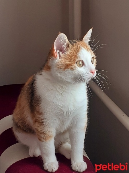 Tekir Kedi, Kedi  Sultan fotoğrafı
