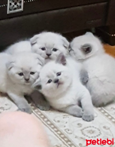 Scottish Fold, Kedi  Kar,Sütlaç fotoğrafı