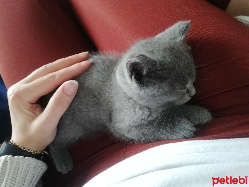 British Shorthair, Kedi  Lena fotoğrafı