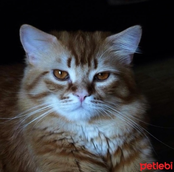 İran Kedisi (Persian), Kedi  Leo fotoğrafı