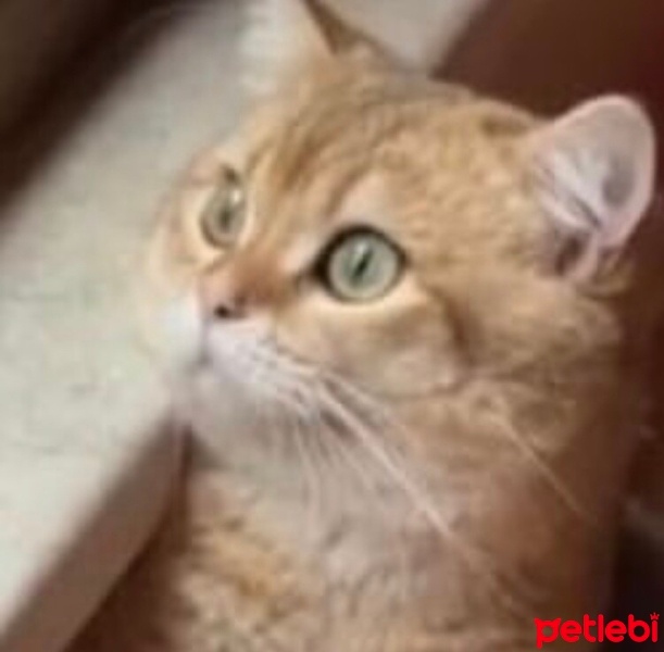 British Shorthair, Kedi  LATTE fotoğrafı