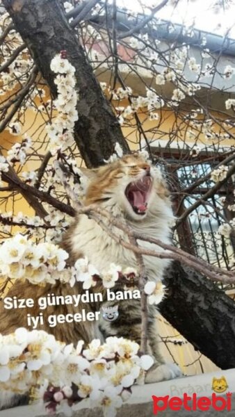 Tekir Kedi, Kedi  İnci fotoğrafı