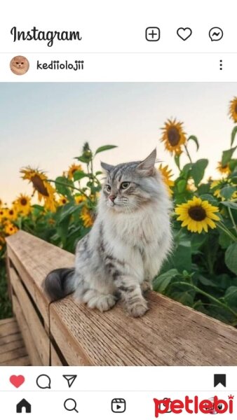 Tekir Kedi, Kedi  İnci fotoğrafı