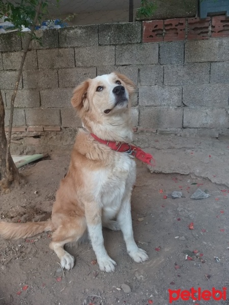 Golden Retriever, Köpek  Riva fotoğrafı
