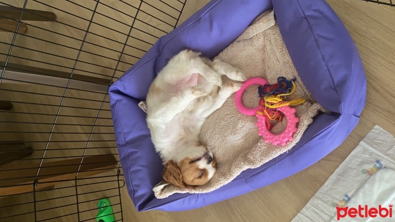 Cavalier King Charles Spanieli, Köpek  Cookie fotoğrafı