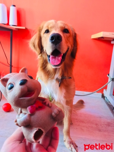Golden Retriever, Köpek  Cesur fotoğrafı