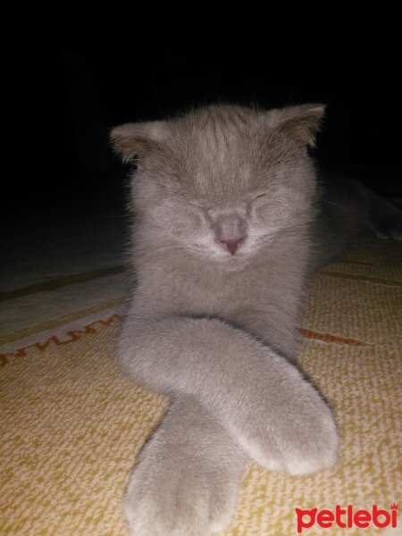 Scottish Fold, Kedi  Leo fotoğrafı