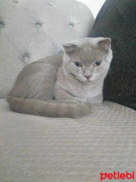 Scottish Fold, Kedi  Leo fotoğrafı