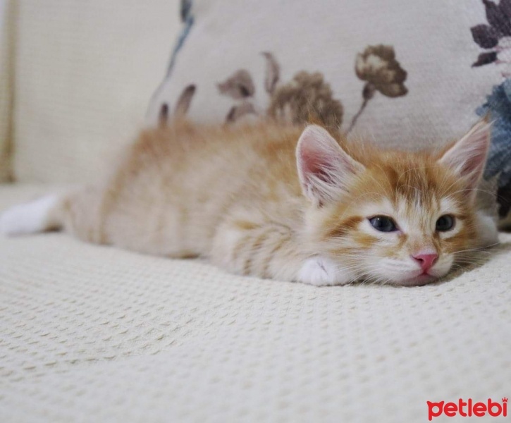 Tekir Kedi, Kedi  Patric fotoğrafı