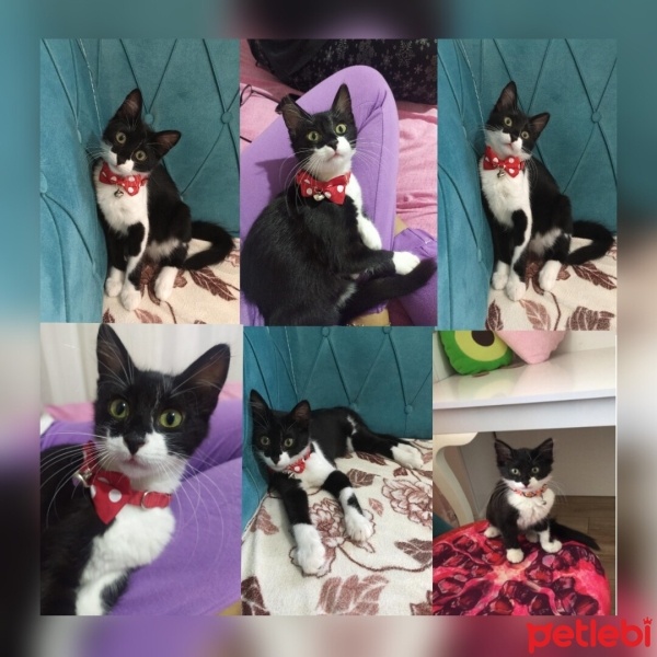 Tekir Kedi, Kedi  Balım fotoğrafı