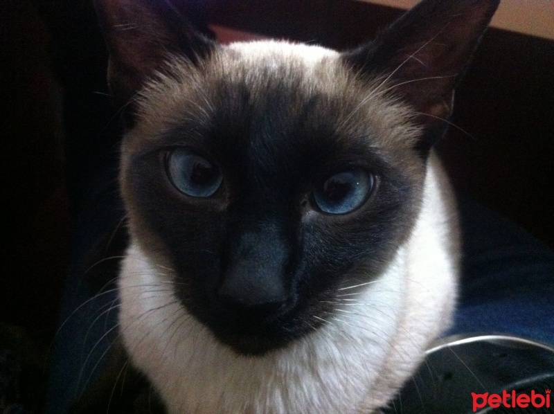 Siyam Kedisi, Kedi  prens fotoğrafı