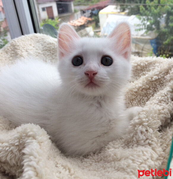 Ankara Kedisi, Kedi  İnci fotoğrafı