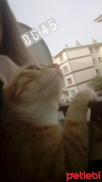 Sarman, Kedi  Minnoş fotoğrafı