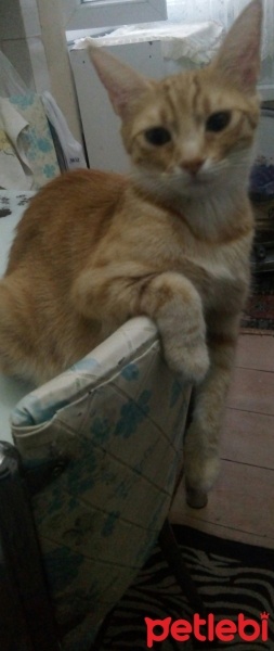 Sarman, Kedi  Minnoş fotoğrafı