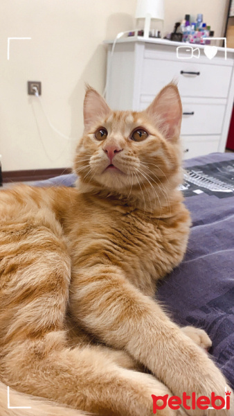 Sarman, Kedi  Şesu fotoğrafı