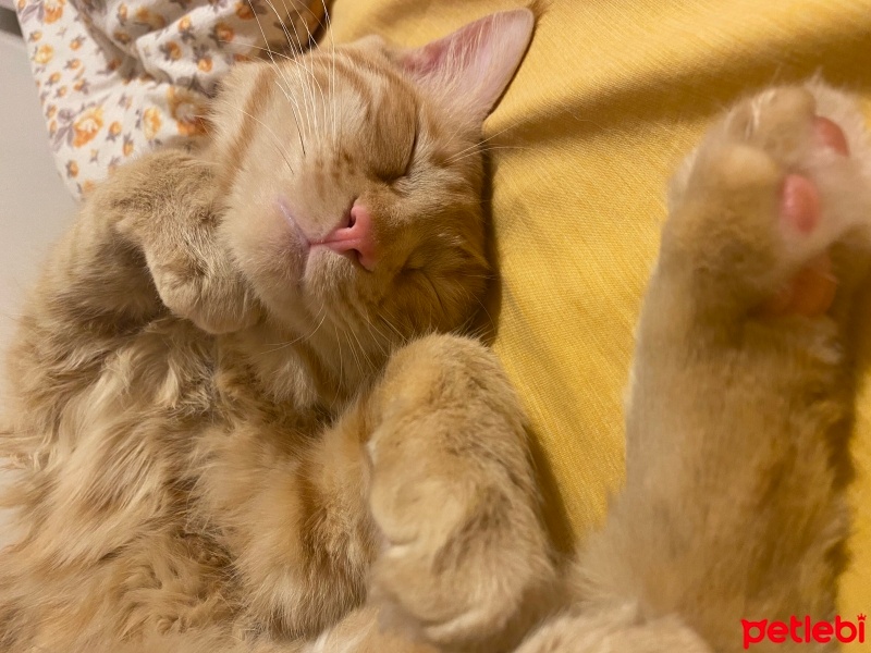 Sarman, Kedi  Şesu fotoğrafı