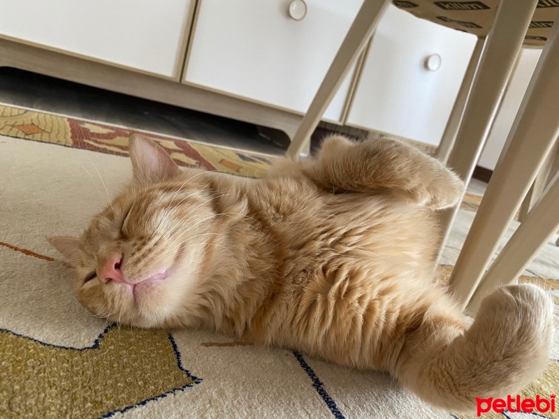 Sarman, Kedi  Şesu fotoğrafı