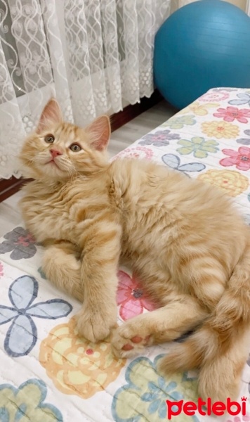 Sarman, Kedi  Şesu fotoğrafı