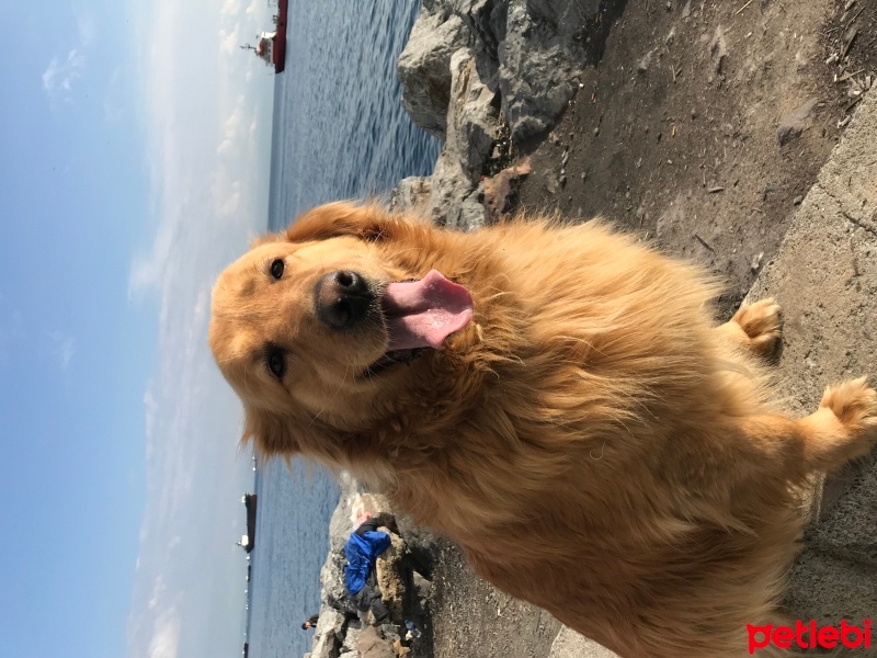 Golden Retriever, Köpek  Cesi fotoğrafı