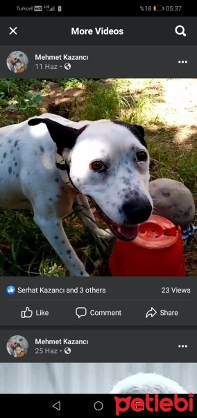 Dogo Arjantin, Köpek  Pablo fotoğrafı